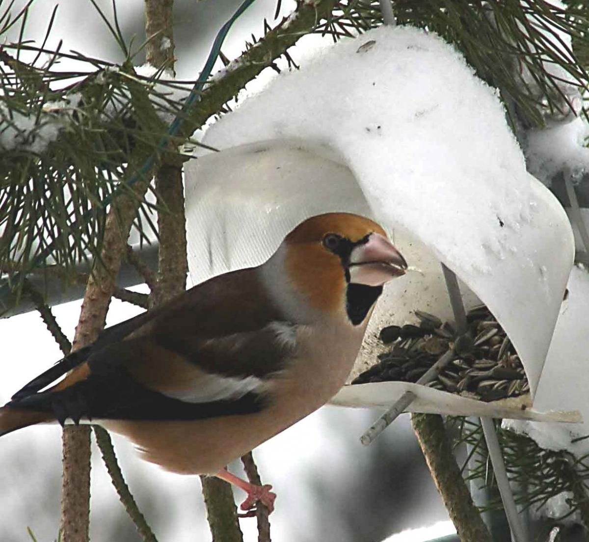 birdHOUSE with grosbeak