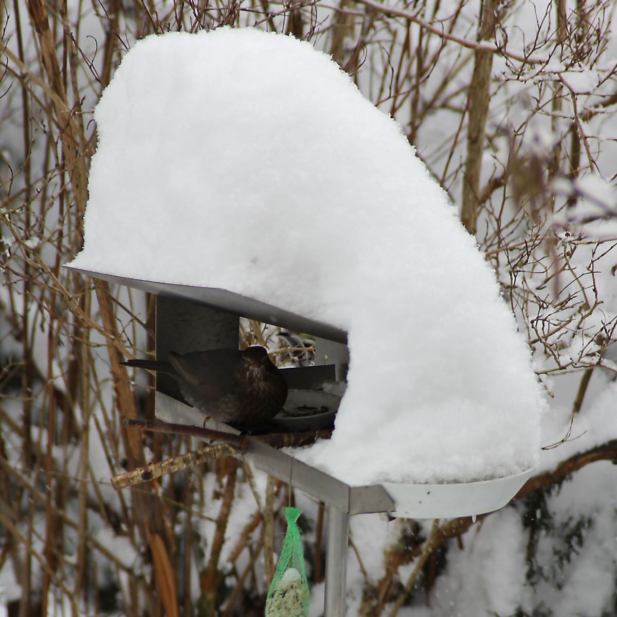 Vogelimbiss VHT-11 mit Amsel